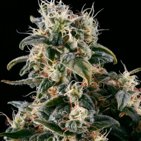 Auto Nefertiti (Нифертити ТГК 22%)